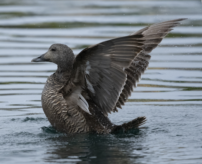 Common_Eider_22_Iceland_001 (1)