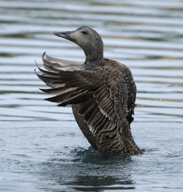 Common_Eider_22_Iceland_002 (1)