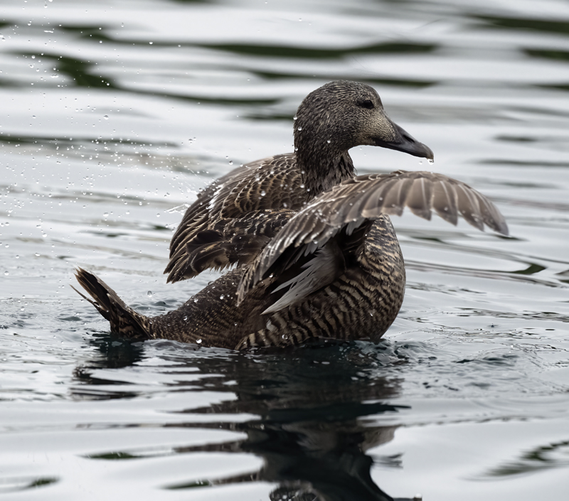 Common_Eider_22_Iceland_029