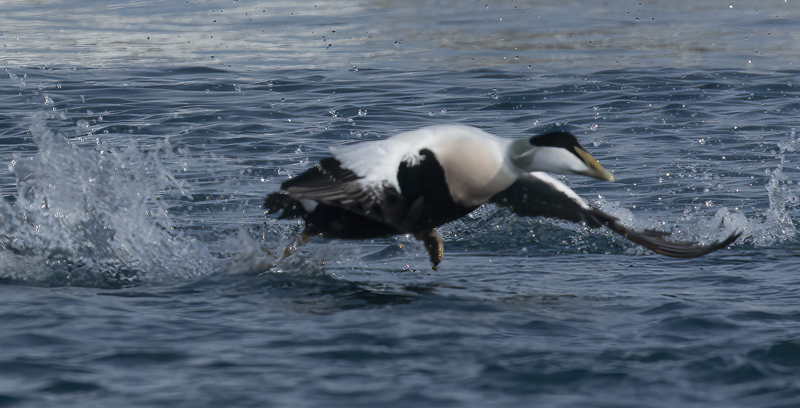 Common_Eider_23_Norway_149
