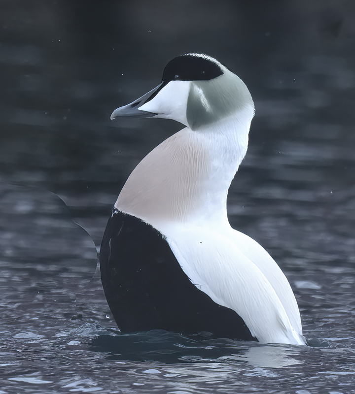 Common_Eider_23_Norway_183