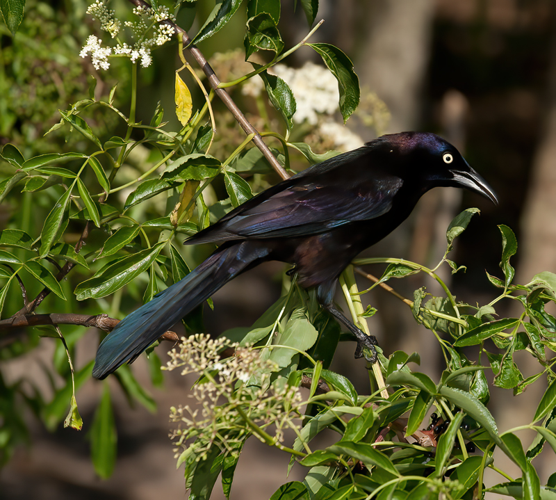 Common_Grackle_09_FL_001