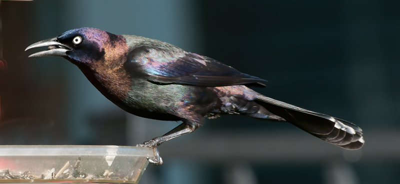 Common_Grackle_11_FL_004