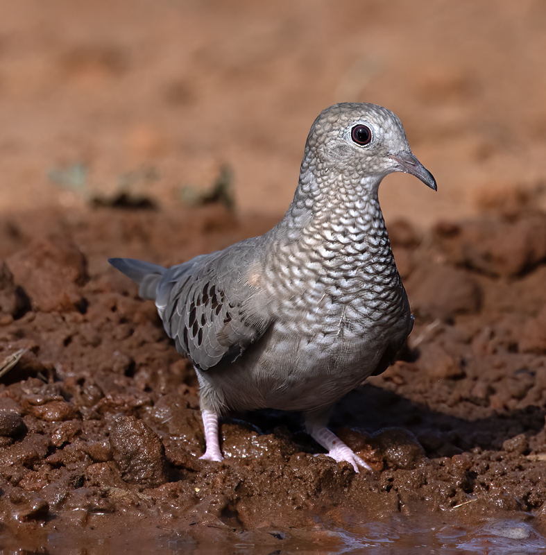 Common_Ground-dove_22_TX_001