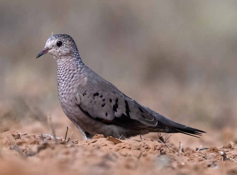 Common_Ground-dove_22_TX_007