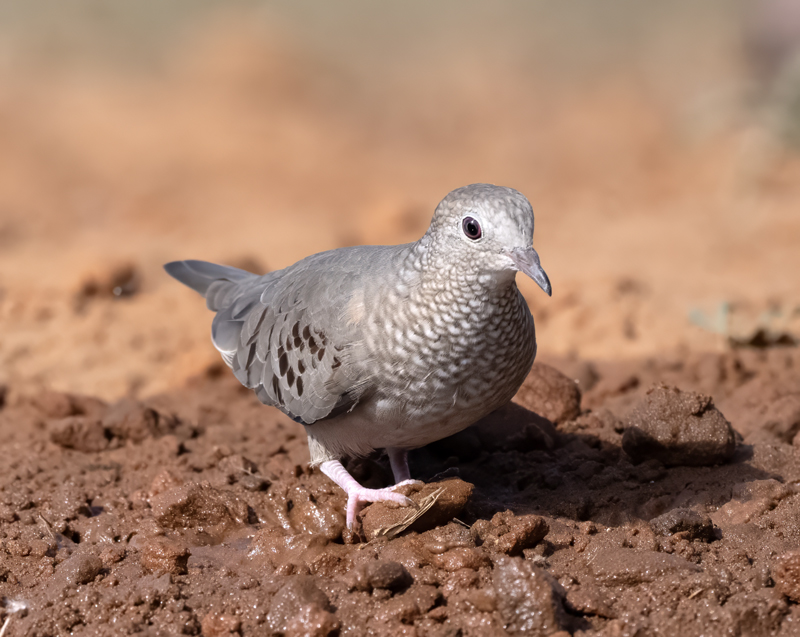 Common_Ground-dove_22_TX_010