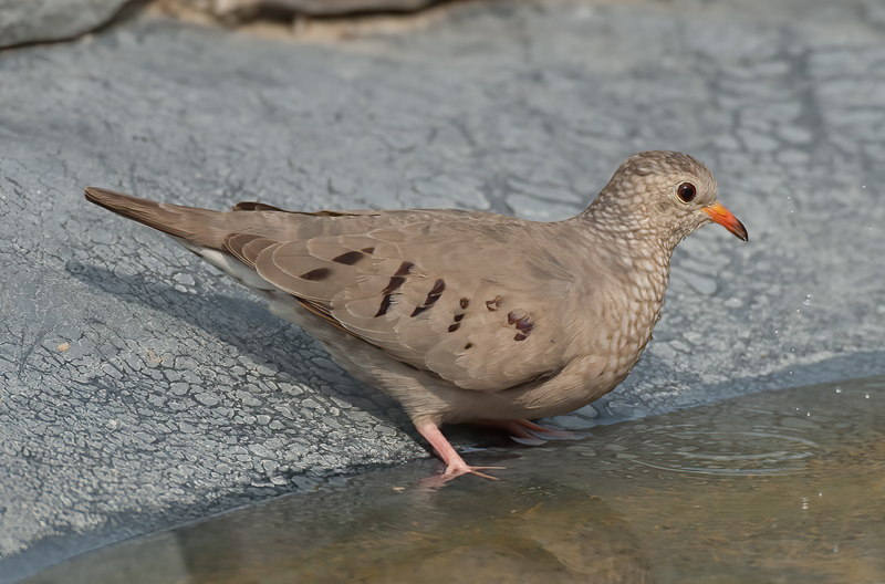 Common_Ground_Dove_08_FL_002