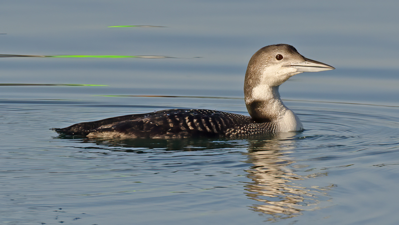 Common_Loon_14_CA_006