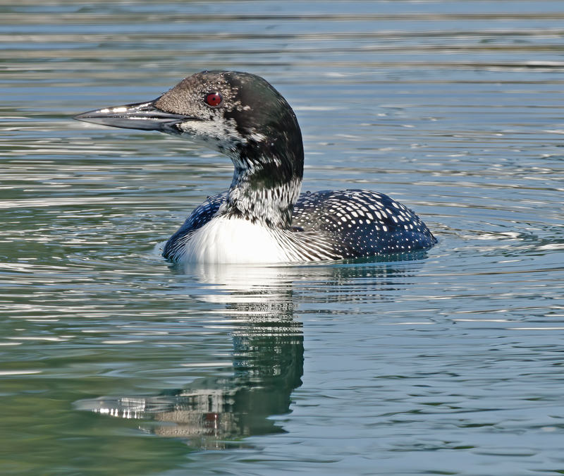 Common_Loon_14_CA_035