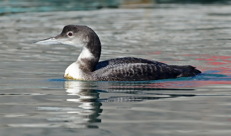 Common_Loon_14_CA_047