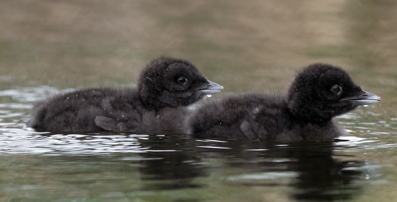 Common_Loon_23_Canada_C_062