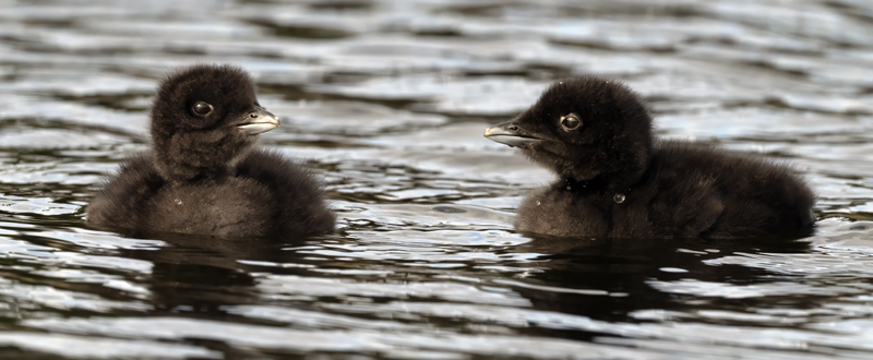 Common_Loon_23_Canada_L_816