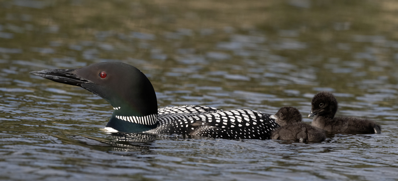 Common_Loon_23_Canada_L_818
