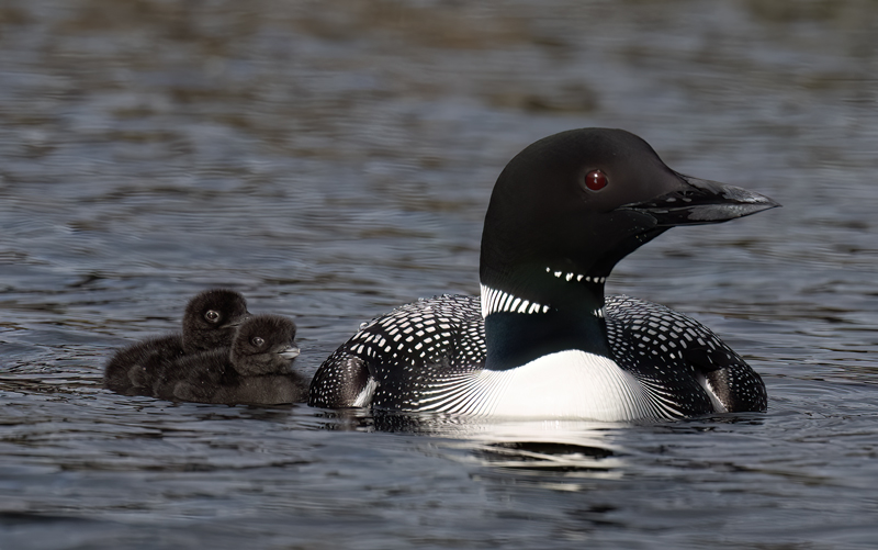 Common_Loon_23_Canada_L_821