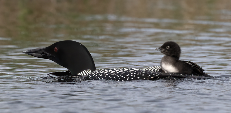 Common_Loon_23_Canada_L_829