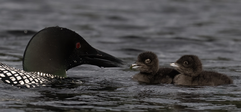 Common_Loon_23_Canada_L_835