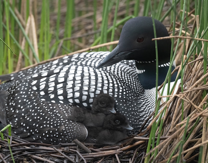 Common_Loon_23_Canada_L_994