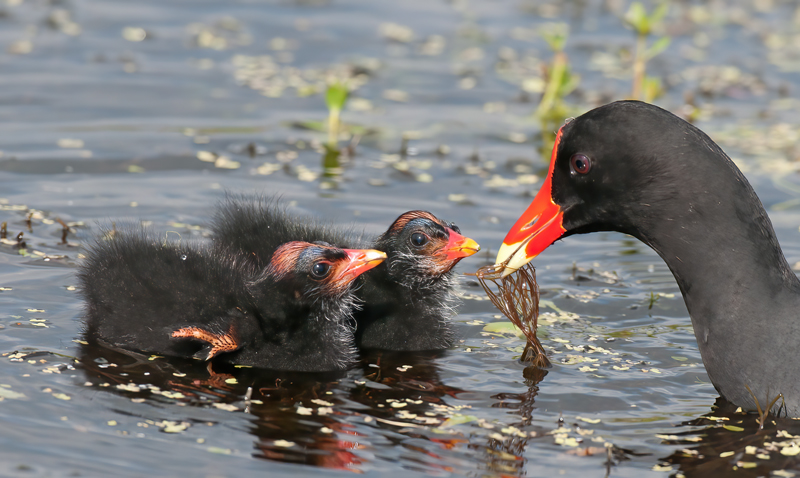 Common_Moorhen_10_FL_066