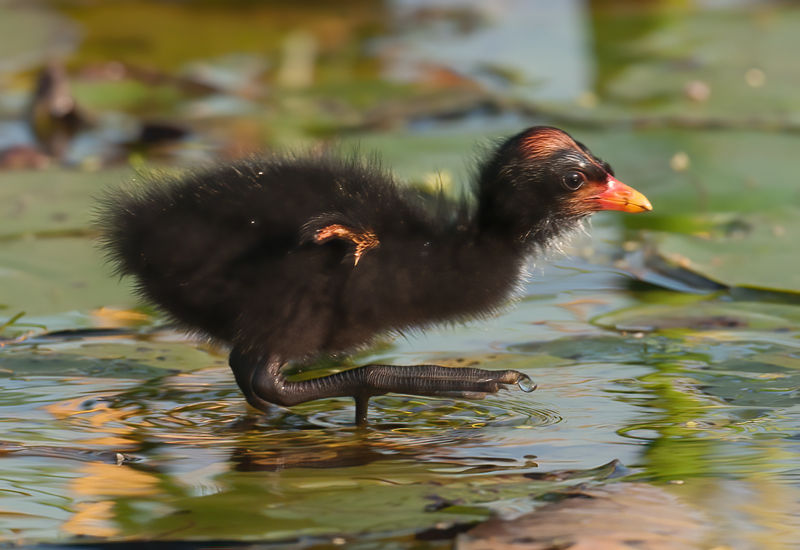 Common_Moorhen_10_FL_127