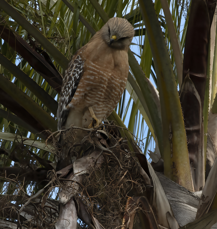 Coopers_Hawk_19_CA_011