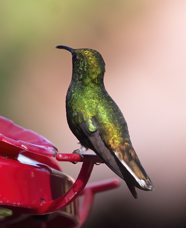 Coppery-headed_Emerald_18_Costa_Rica_020