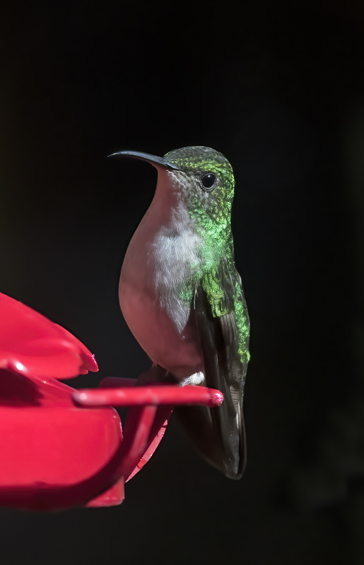 Coppery-headed_Emerald_18_Costa_Rica_031