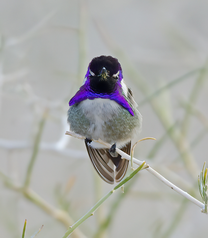 Costas_Hummingbird_14_CA_001