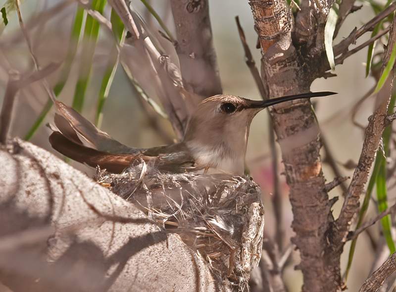 Costas_Hummingbird_14_CA_003