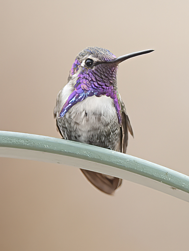 Costas_Hummingbird_14_CA_017