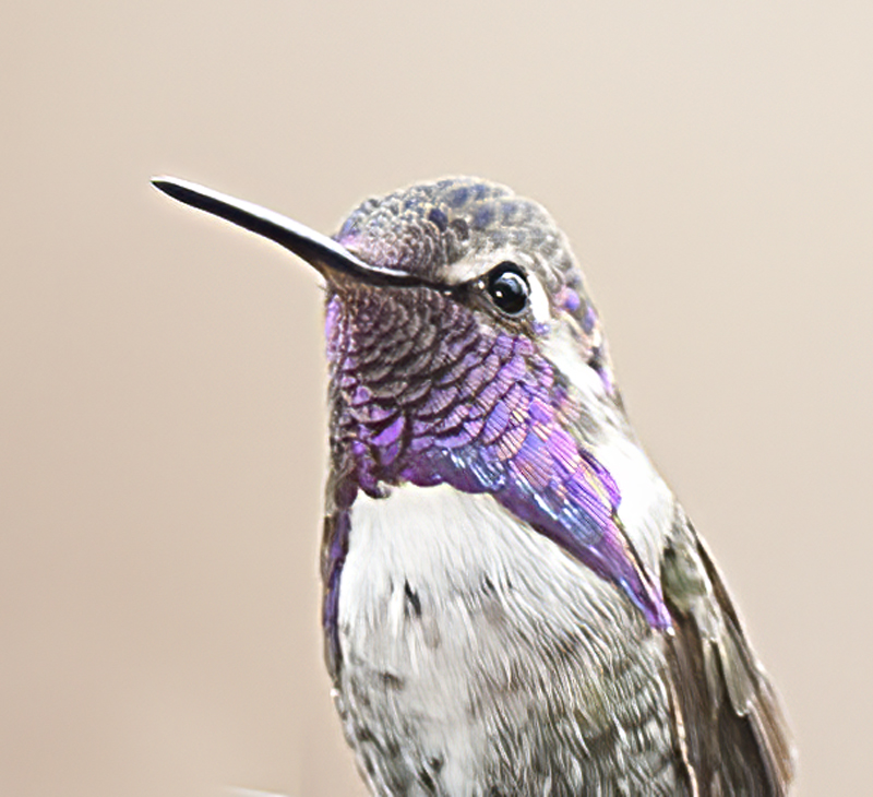 Costas_Hummingbird_14_CA_019