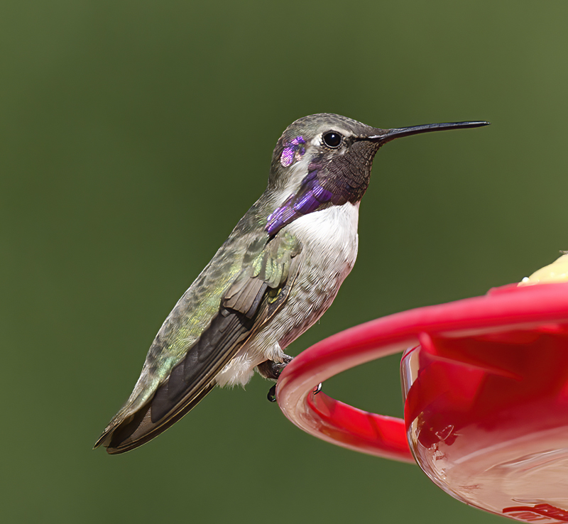Costas_Hummingbird_14_CA_030