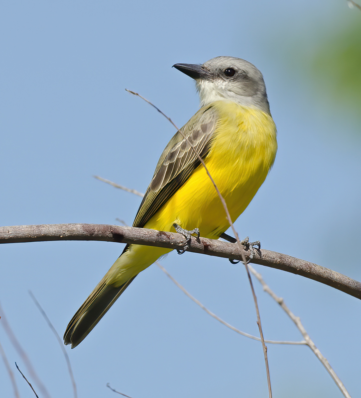 Couchs_Kingbird_12_TX_001