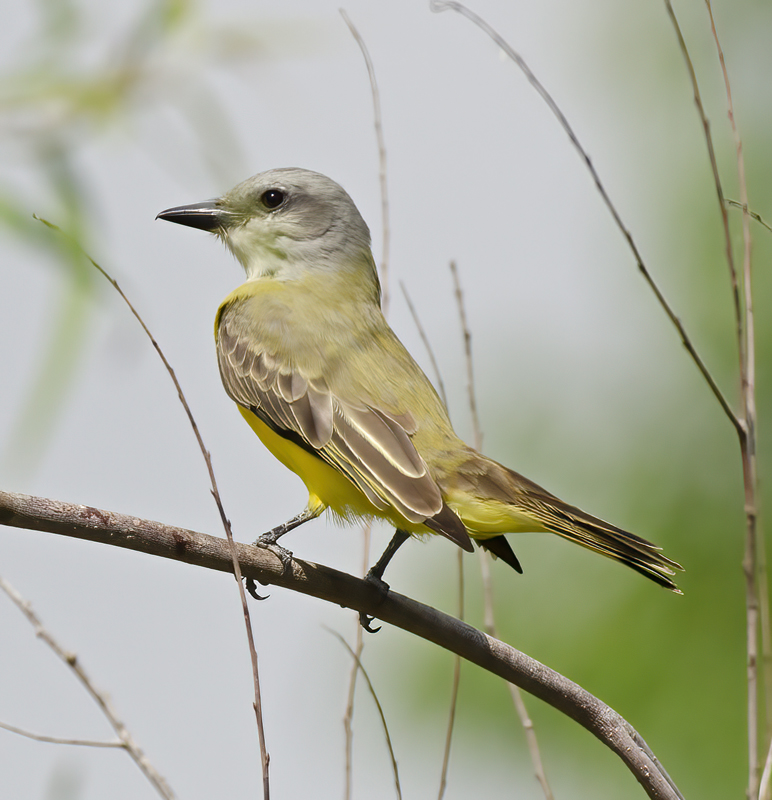 Couchs_Kingbird_12_TX_013
