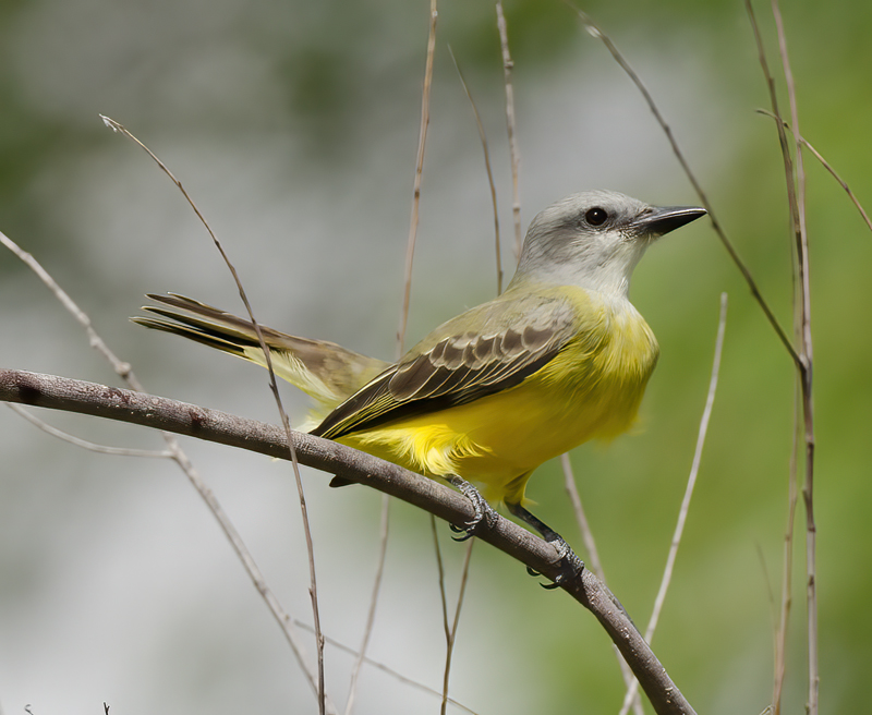Couchs_Kingbird_12_TX_015