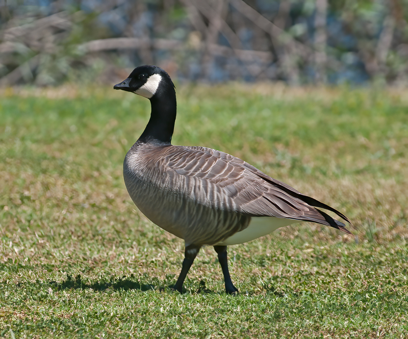 Crakling_Goose_13_CA_001