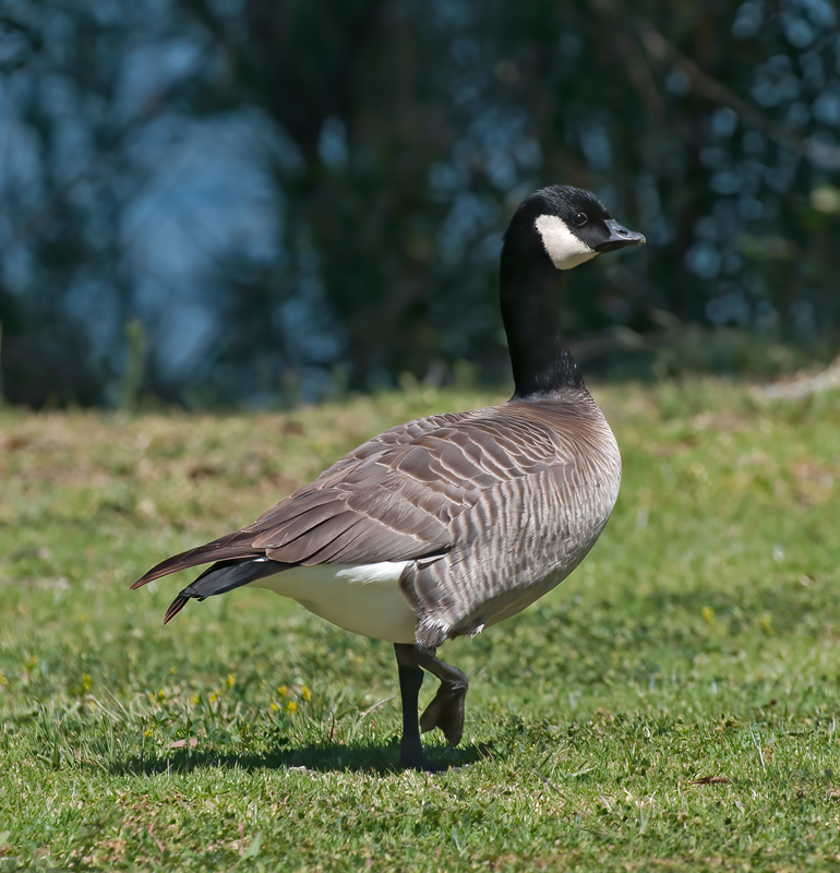 Crakling_Goose_13_CA_007