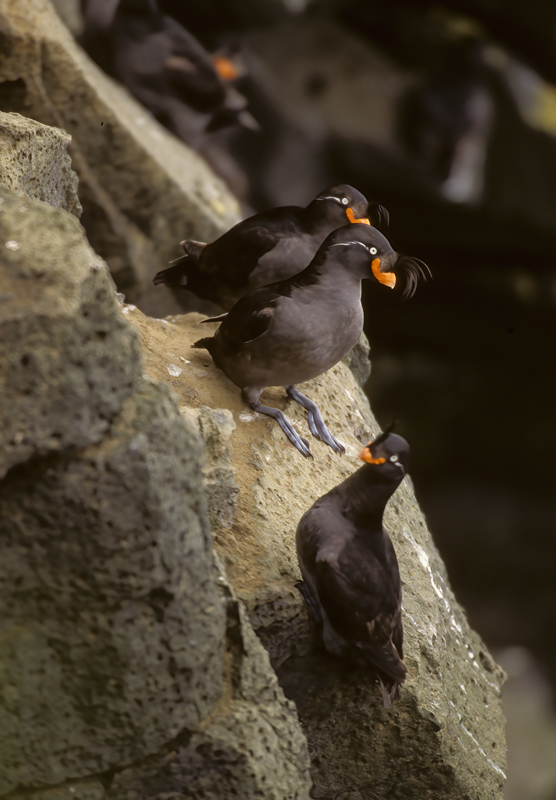 Crested_Auklet_98_AK_008