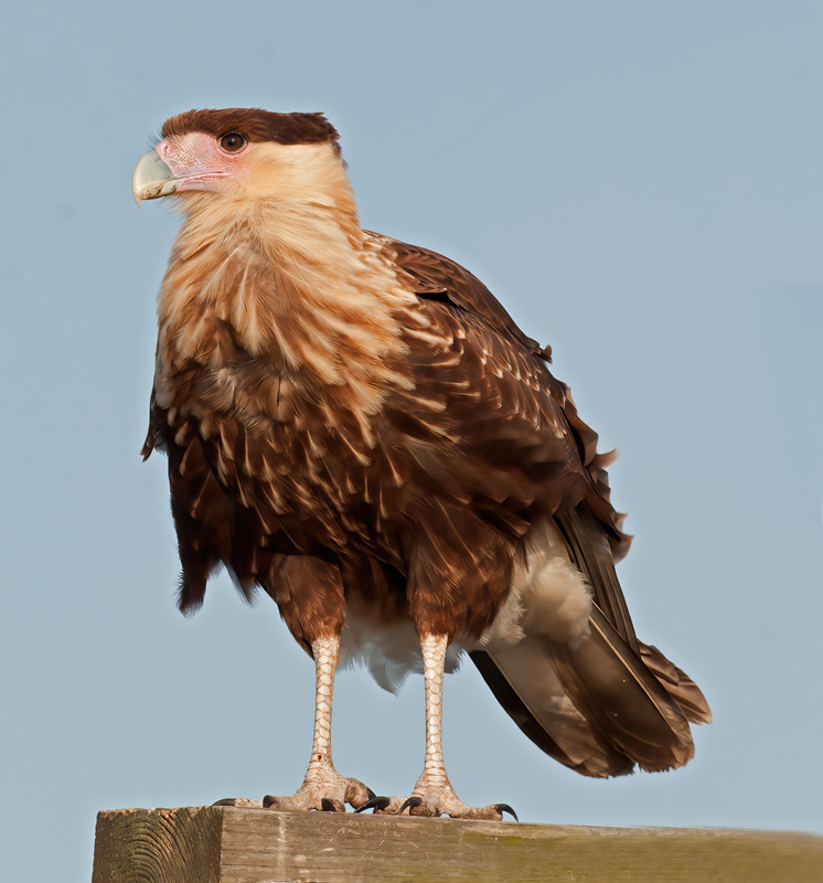 Crested_Caracara_10_FL_142