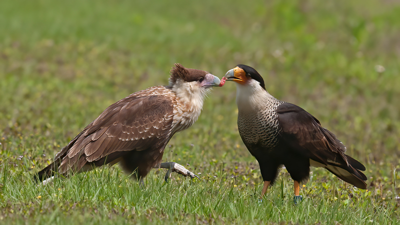 Crested_Caracara_10_FL_249