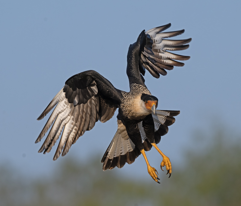 Crested_Caracara_24_TX_C_512