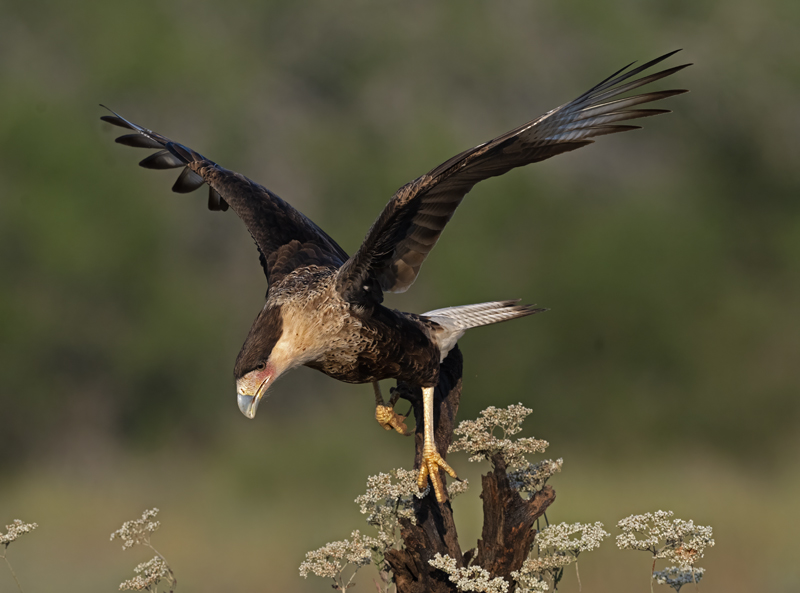 Crested_Caracara_24_TX_C_514