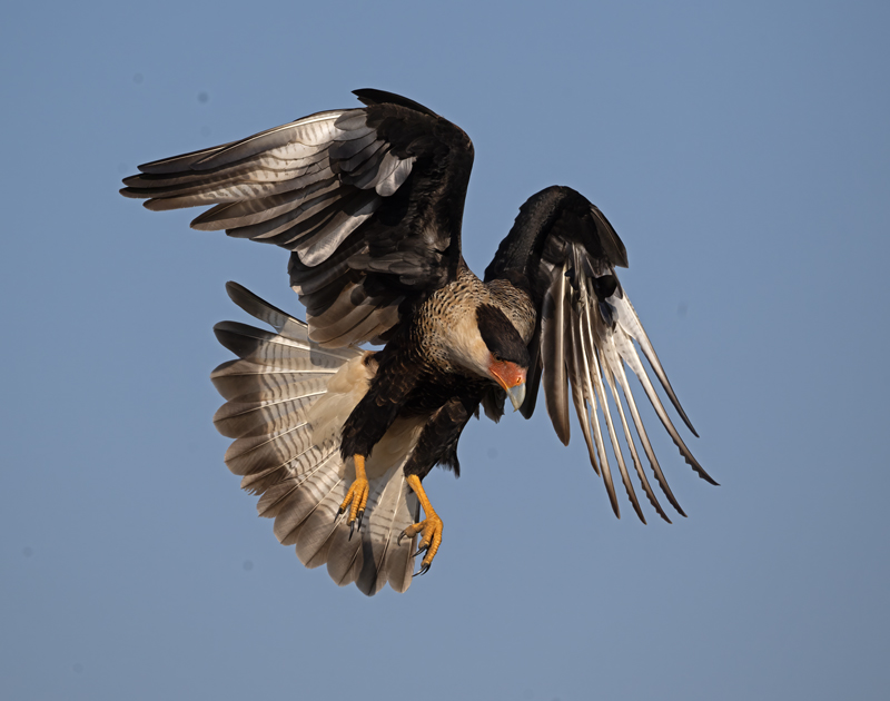 Crested_Caracara_24_TX_C_538