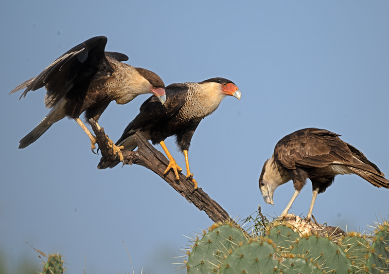 Crested_Caracara_24_TX_C_547