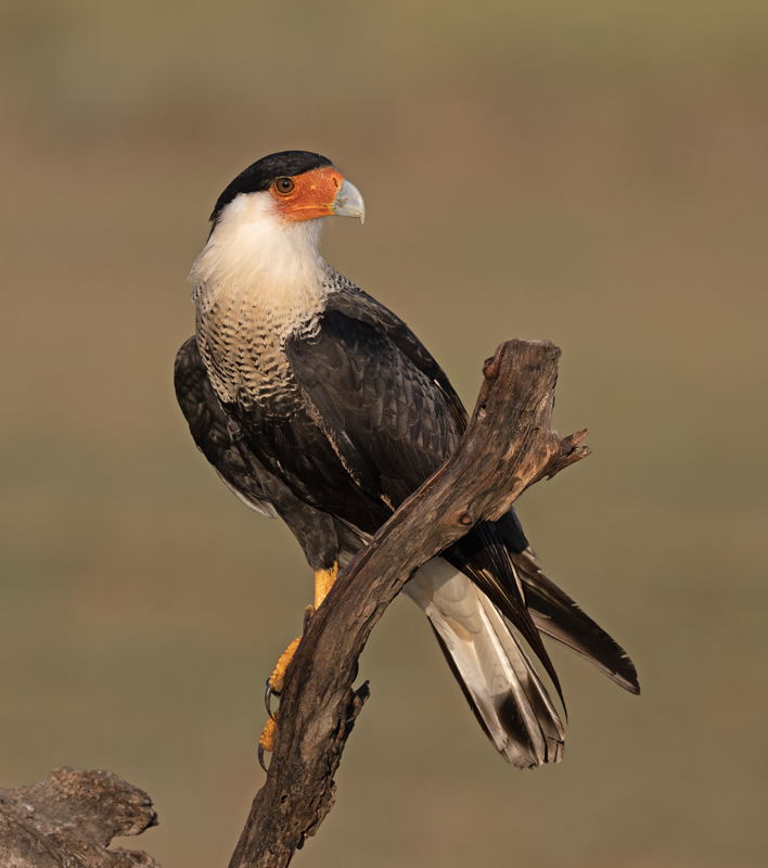 Crested_Caracara_24_TX_L_002