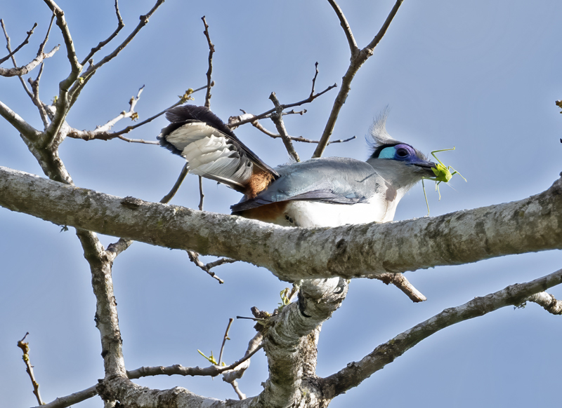Crested_Coua_24_Madagascar_018