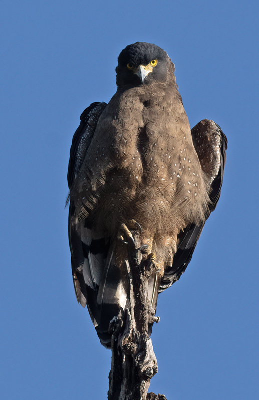 Crested_Serpent_Eagle_25_India_006