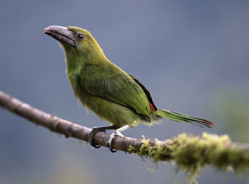 Crimson-rumped_Toucanet_18_Ecuador_078