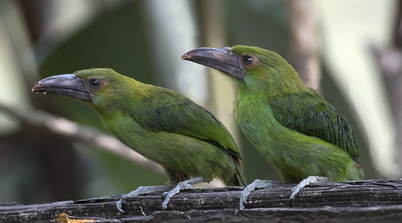 Crimson-rumped_Toucanet_18_Ecuador_080