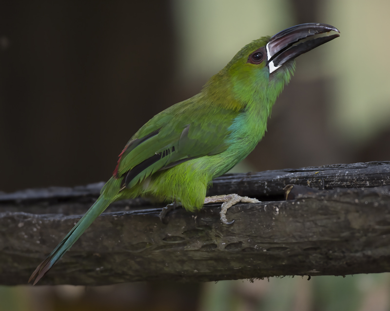 Crimson-rumped_Toucanet_18_Ecuador_083