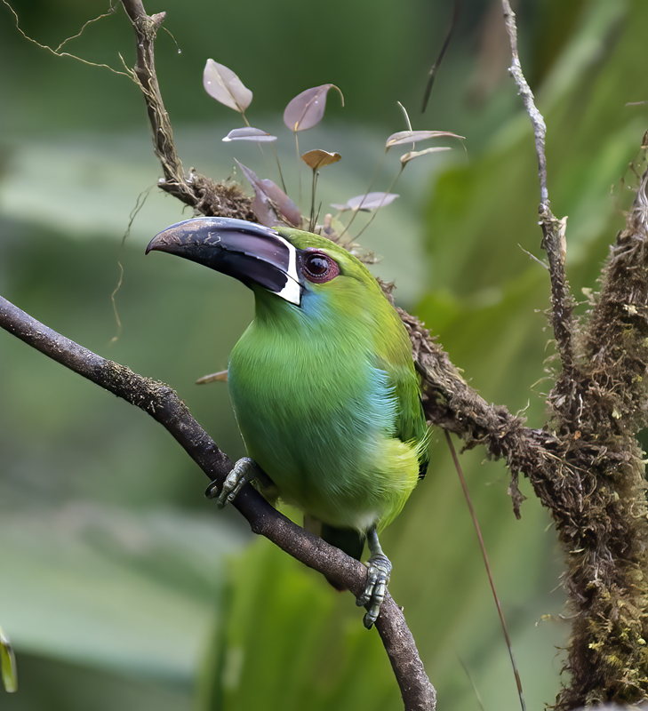 Crimson-rumped_Toucanet_18_Ecuador_090